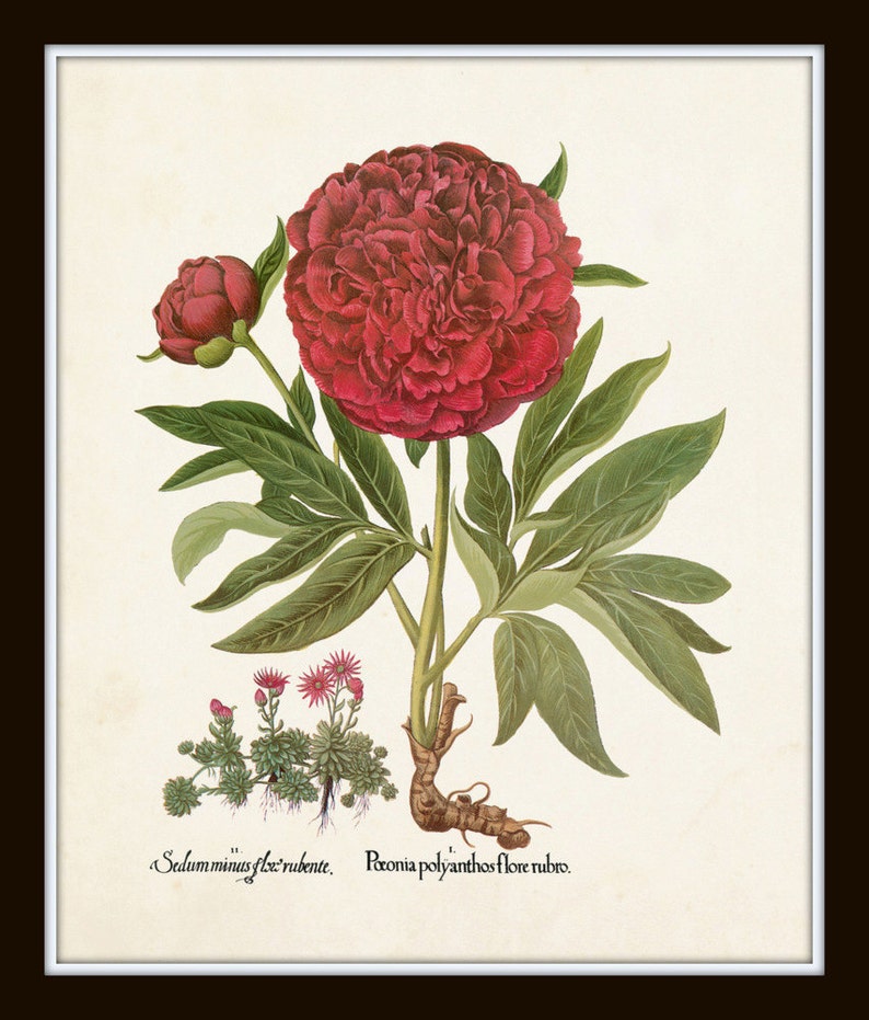 May include: A vintage botanical illustration of a red peony flower with green leaves and a root system. The text "Paeonia polyanthos flore rubro." is printed below the flower.