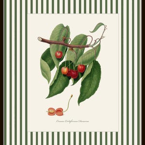 May include: A vintage botanical illustration of a cherry branch with red and yellow cherries. The branch has green leaves and the text "Cerasus Cerasiformis Duschesne" is printed below the image.