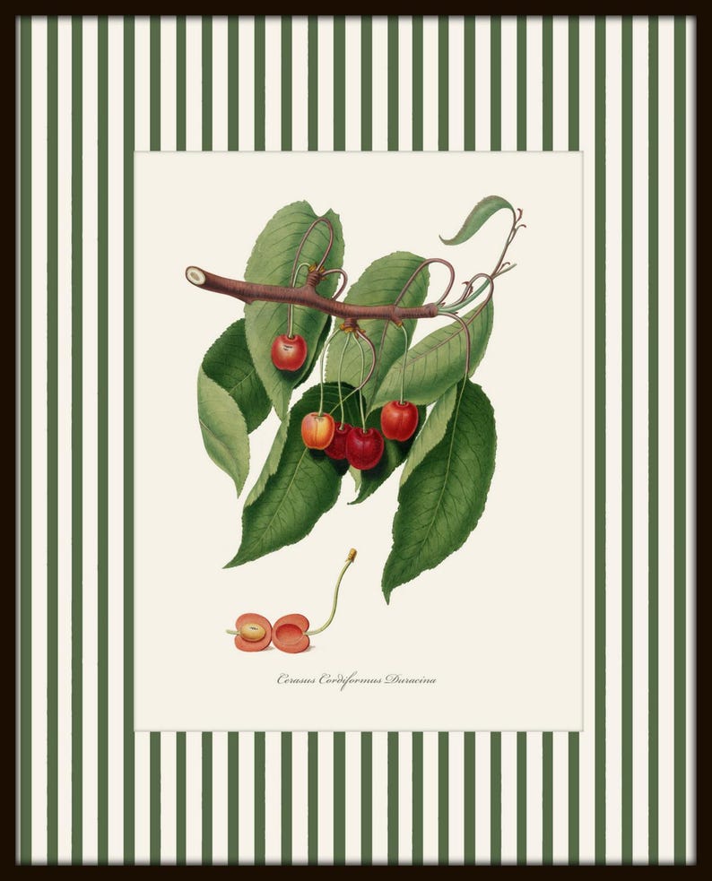 May include: A vintage botanical illustration of a cherry branch with red and yellow cherries. The branch has green leaves and the text "Cerasus Cerasiformis Duschesne" is printed below the image.