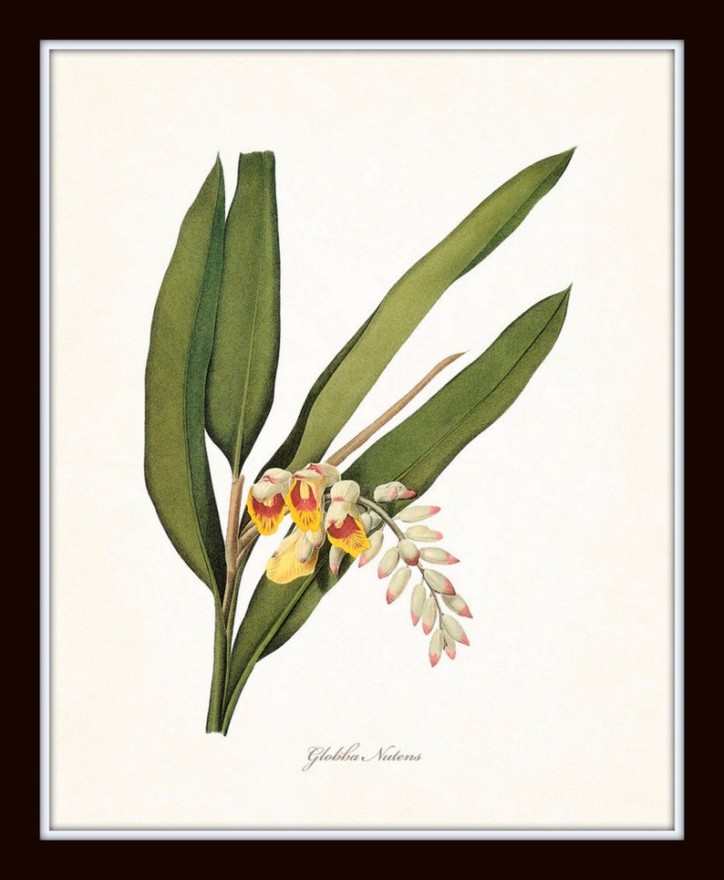 Tropical Botanicals Print Set No. 5 Giclee Art Prints Etsy