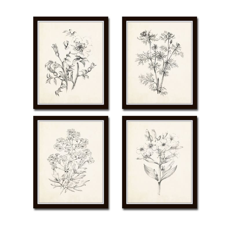 Vintage Botanical Sketch Prints Set No. 2, Botanical Prints, Giclee, Art Print, Vintage Botanicals, Illustration, Flower Prints, Flower Art image 1