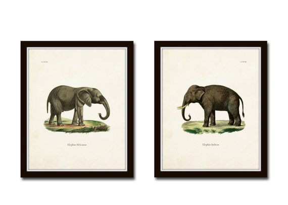 Elephants Print Set No. 5, Natural History Art, Art Print, Art, Giclee, Print, Elephant Prints, Vintage Wall Art, Safari Art,