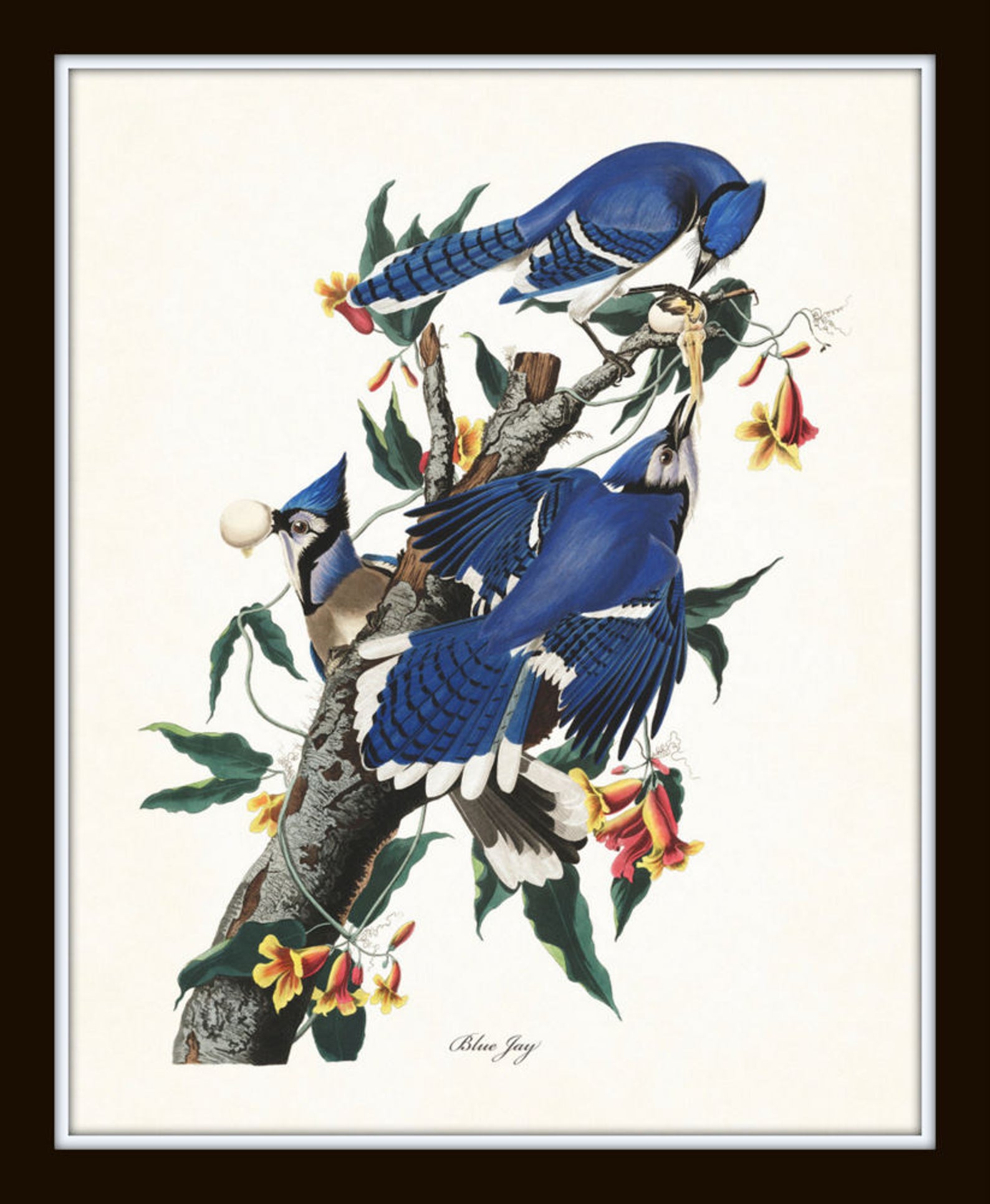 Audubon Birds Print Set No. 16 Blue Jay Botanical Prints Etsy