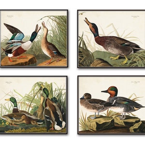 Vintage Audubon Duck Print Set No. 1, Bird Hunting Art, Wall Art Print, Coastal Decor, Vintage Bird Prints, Duck Prints, Audubon Bird Prints