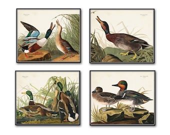 Vintage Audubon Duck Print Set No. 1, Bird Hunting Art, Wall Art Print, Coastal Decor, Vintage Bird Prints, Duck Prints, Audubon Bird Prints