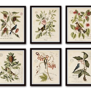 Vintage Bird and Botanical Print Set No.2, Giclee, Art Prints, Botanical Prints, Wall Art, Prints, Catesby, Bird Prints, Natural History Art