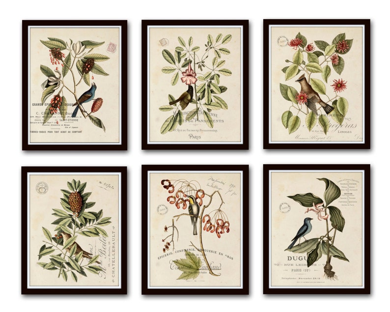 Vintage Bird and Botanical Print Set No.2 Giclee Art Prints Etsy UK