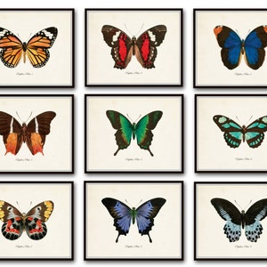 Papillon Butterfly Print Set No.12, Vintage Butterfly Art, Butterfly Art, Giclee, Wall Art, Home Decor, French Butterfly Prints