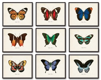Papillon Butterfly Print Set No.12, Vintage Butterfly Art, Butterfly Art, Giclee, Wall Art, Home Decor, French Butterfly Prints