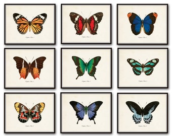 Papillon Butterfly Print Set No.12, Vintage Butterfly Art Print, Print Set, Giclee, Scientific Illustration,Wall Art, Home Decor, Insect Art