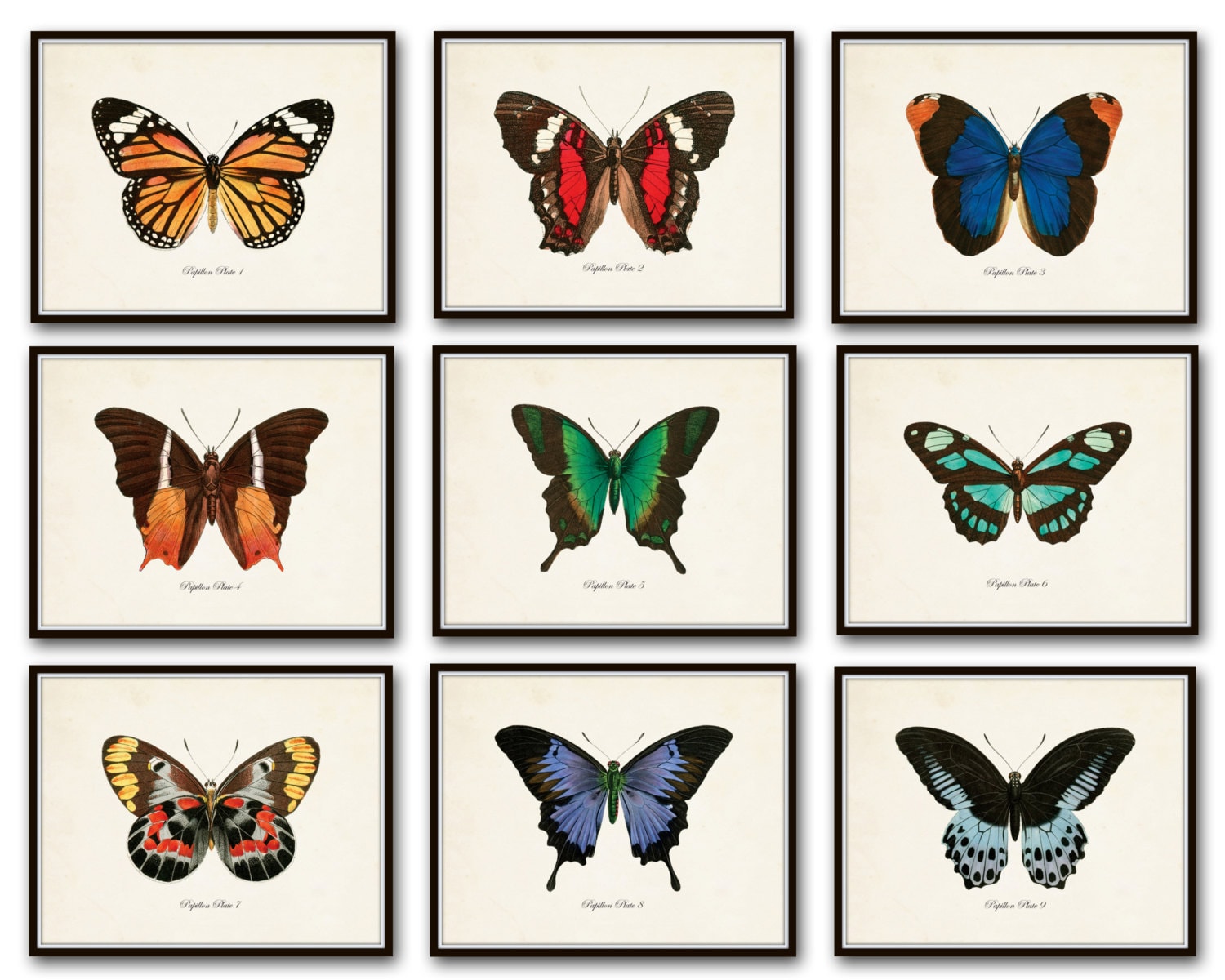 Papillon Butterfly Print Set No.12 Vintage Butterfly Art Etsy