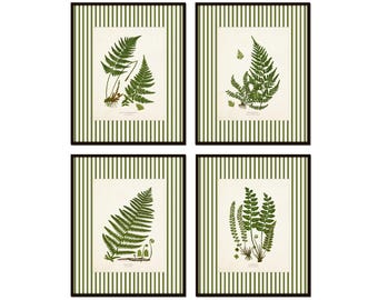 May include: Four framed botanical prints featuring detailed illustrations of ferns. Each print has a cream-colored background with a green fern illustration and is framed with a black frame and a green and white striped border.