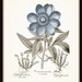 Sioma Floral Blue Print main image 1