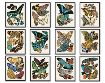 Butterfly Print Set No. 12, Seguy Butterfly Print, Art Deco Print, Art Nouveau Print, Illustration, Giclee, Wall Art, Art Prints, Nature Art