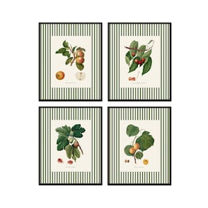 May include: Set of four framed botanical prints featuring illustrations of apples, cherries, figs, and apricots. Each print has a white background with green stripes and a black frame.