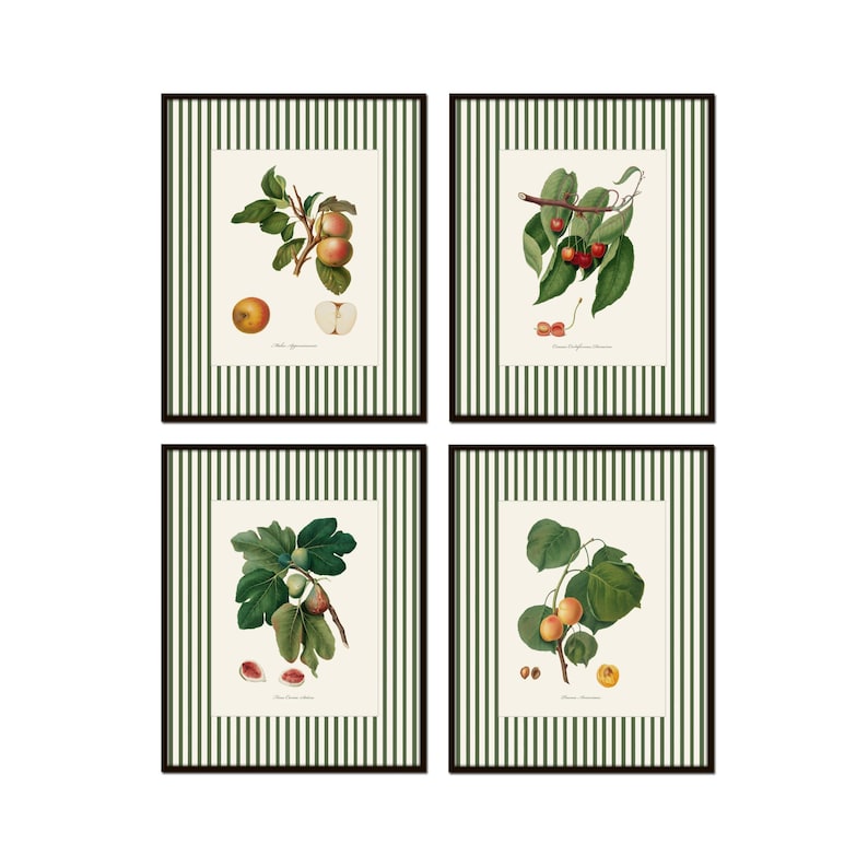May include: Set of four framed botanical prints featuring illustrations of apples, cherries, figs, and apricots. Each print has a white background with green stripes and a black frame.