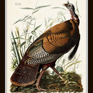 May include: A detailed illustration of a wild turkey, depicted in a natural setting with green foliage. The turkey is brown, gray, and black with a red wattle and a long, black tail. The illustration is titled "Wild Turkey" with the artist's name, "John James Audubon", below.