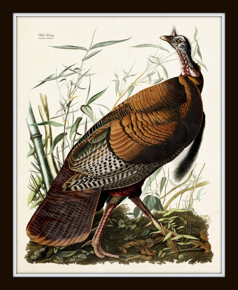 May include: A detailed illustration of a wild turkey, depicted in a natural setting with green foliage. The turkey is brown, gray, and black with a red wattle and a long, black tail. The illustration is titled "Wild Turkey" with the artist's name, "John James Audubon", below.