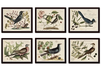 Vintage Bird and Botanical Print Set No.6, Giclee, Art Prints, Botanical Prints, Wall Art, Vintage Bird Prints, French Art Decor, Bird Art
