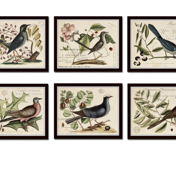 Vintage Bird and Botanical Print Set No.6, Giclee, Art Prints, Botanical Prints, Wall Art, Vintage Bird Prints, French Style, Illustration