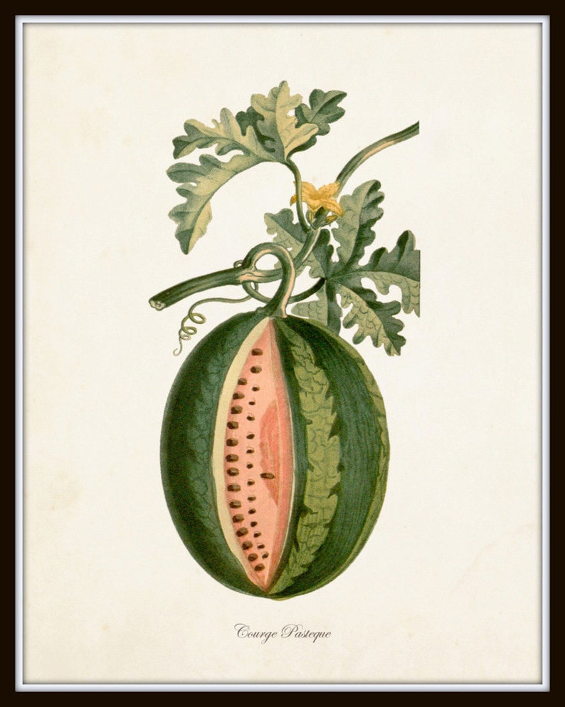 French Botanical Print Set No. 12, Giclee, Prints, Kitchen Art, Antique Botanicals, Fruit Prints, Wall Art, Lemon, Orange, Citrus Prints image 3