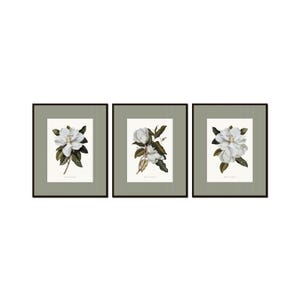 Vintage Magnolia Print Set with Striped Border, Vintage Botanical Art, Southern Flower Art, Wall Decor, Botanical Print Set, Magnolia Prints