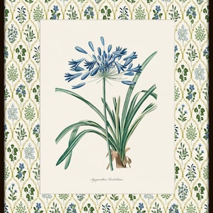 May include: A vintage botanical illustration of a blue Agapanthus flower with green leaves. The image is framed with a floral pattern border.
