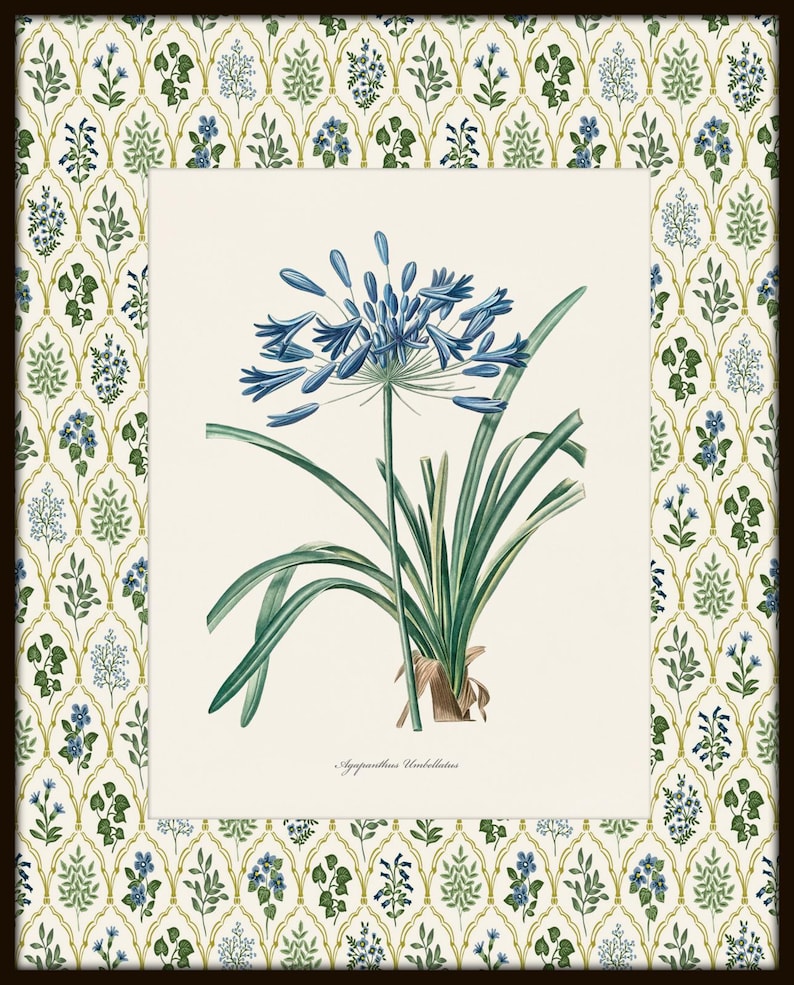 May include: A vintage botanical illustration of a blue Agapanthus flower with green leaves. The image is framed with a floral pattern border.