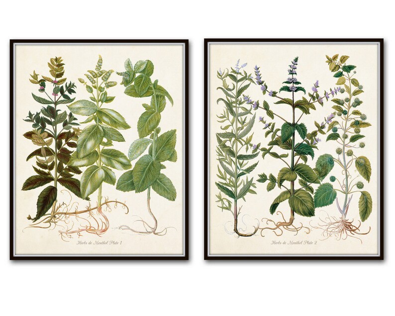 Giclee Herb Print Botanical Print Art Print Herbier Antique Botanical Wall Art Herbs de Menthol Print Set Kitchen Art Illustration