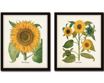 Antique Sunflower Print Set No. 4, Botanical Print, Botanical Art, Wall Art, Sunflower, Vintage Botanical, Besler, Sunflower Print, Giclee