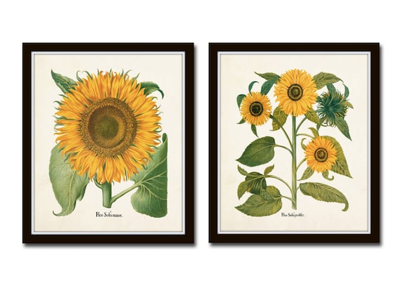 Antique Sunflower Print Set No. 4, Botanical Print, Vintage Botanical Art, Home Decor, Wall Art, Sunflower Art, Sunflower Print, Giclee