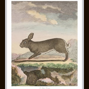 French Rabbits Print Set No. 1, Vintage Rabbit Prints, Giclee, French ...