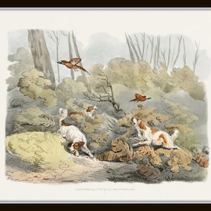 May include: A vintage illustration of two dogs chasing a pheasant in a wooded area. The dogs are white with brown markings and are running through the undergrowth. The pheasant is brown and white and is flying away from the dogs. The background is a forest with trees and bushes.