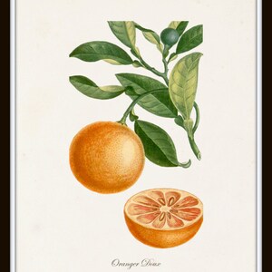 French Botanical Print Set No. 12, Giclee, Prints, Kitchen Art, Antique Botanicals, Fruit Prints, Wall Art, Lemon, Orange, Citrus Prints image 4