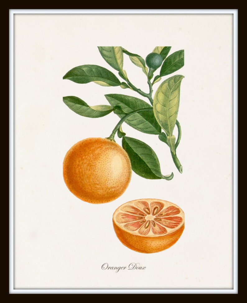 French Botanical Print Set No. 12, Giclee, Prints, Kitchen Art, Antique Botanicals, Fruit Prints, Wall Art, Lemon, Orange, Citrus Prints image 4