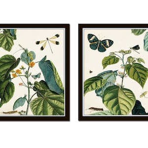 Nature Study Collage No. 23, Botanical Print Set, Art, Giclee, Prints, Vintage Botanical, Butterfly Print, Collage, Antique Botanical Art