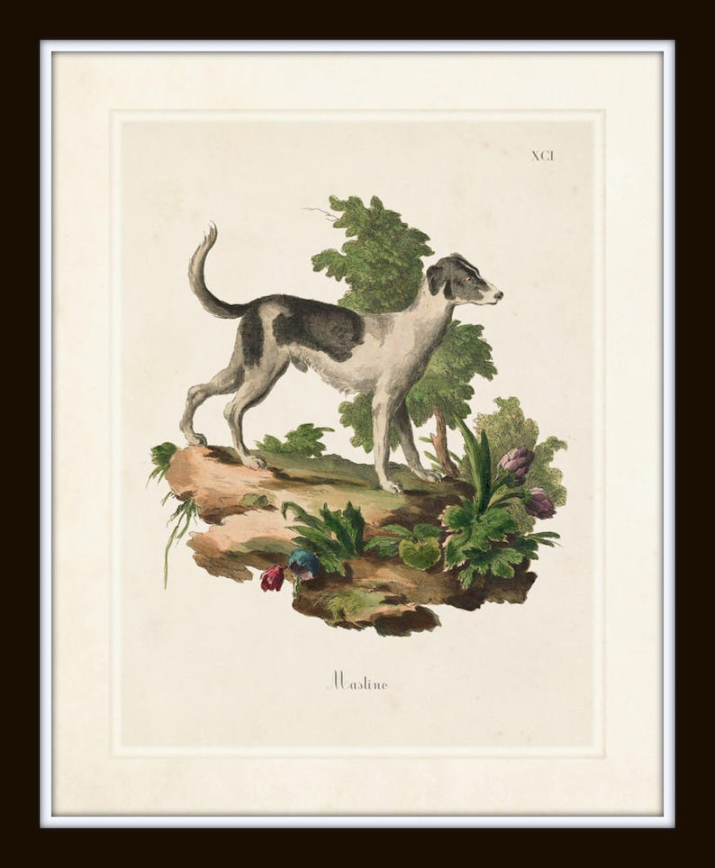 Vintage French Dogs Print Set No. 1, Vintage Dog Prints, Giclee, French Style Prints, Art Print, Wall Art, Print Sets image 6