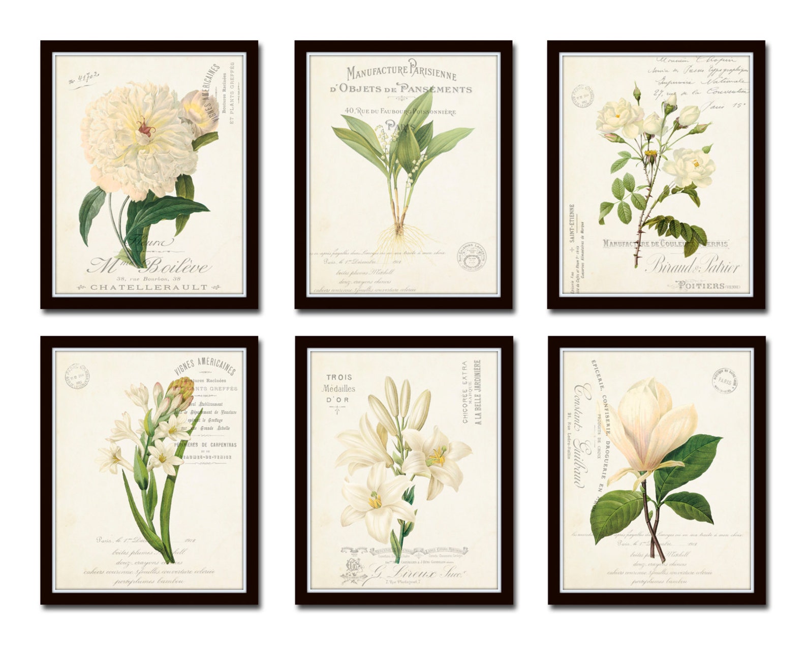 White Botanical Collage Print Set No. 4, Antique Botanical, Wall Art ...