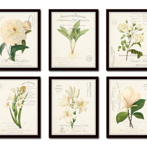 White Botanical Collage Print Set No. 4, Botanical Print Set, Wall Art, Giclee, Art Print, Botanical Print, White Flower Print, French Style