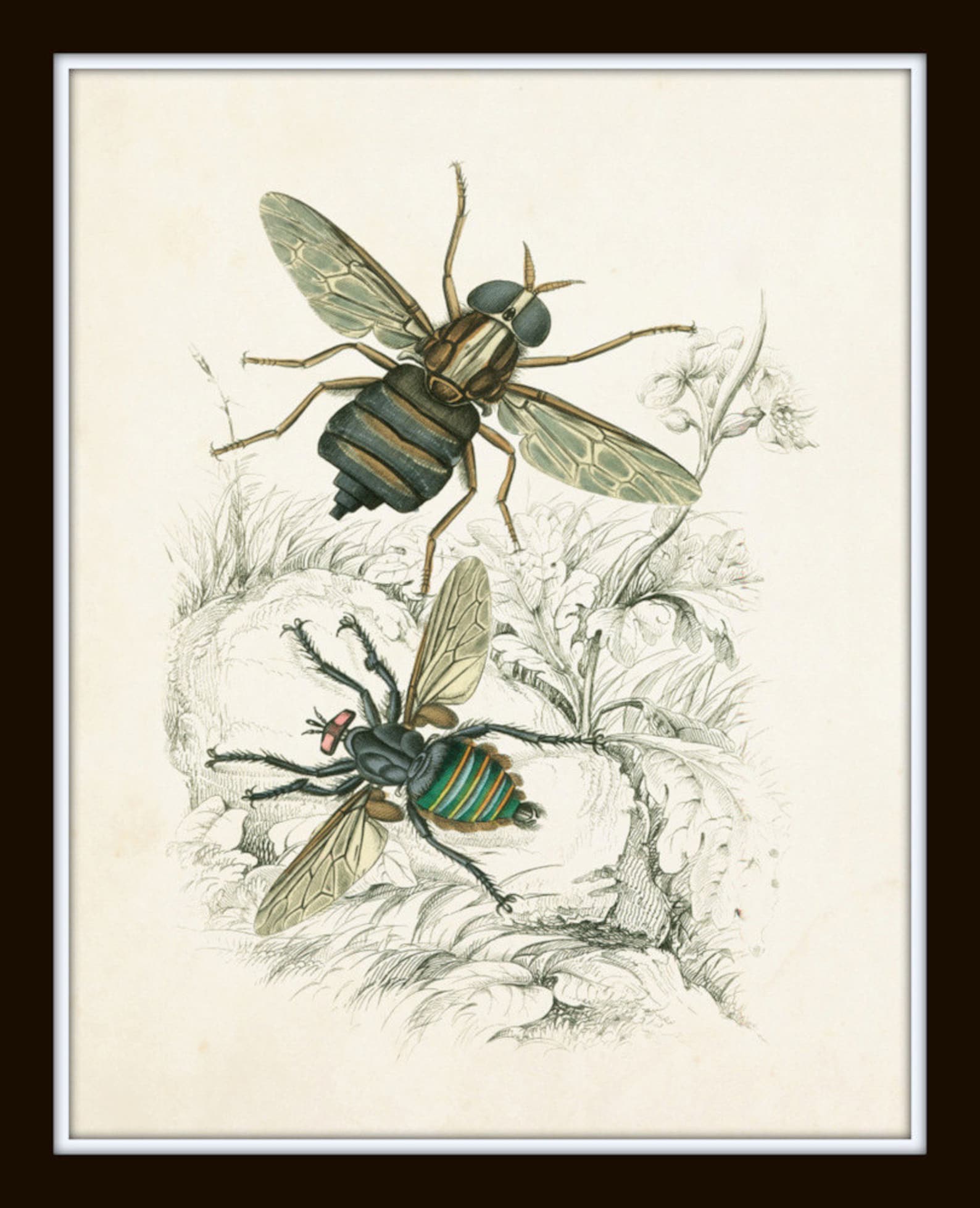 Vintage Insect Study Print Set No. 5, Art Print, Natural History Art ...