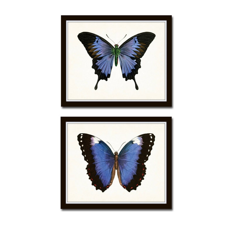 Vintage Blue Violet Butterfly Print Set No. 5 Butterfly Etsy