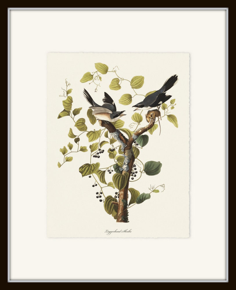 Audubon Birds Print Set No. 15, Botanical Prints, Vintage Bird Art ...
