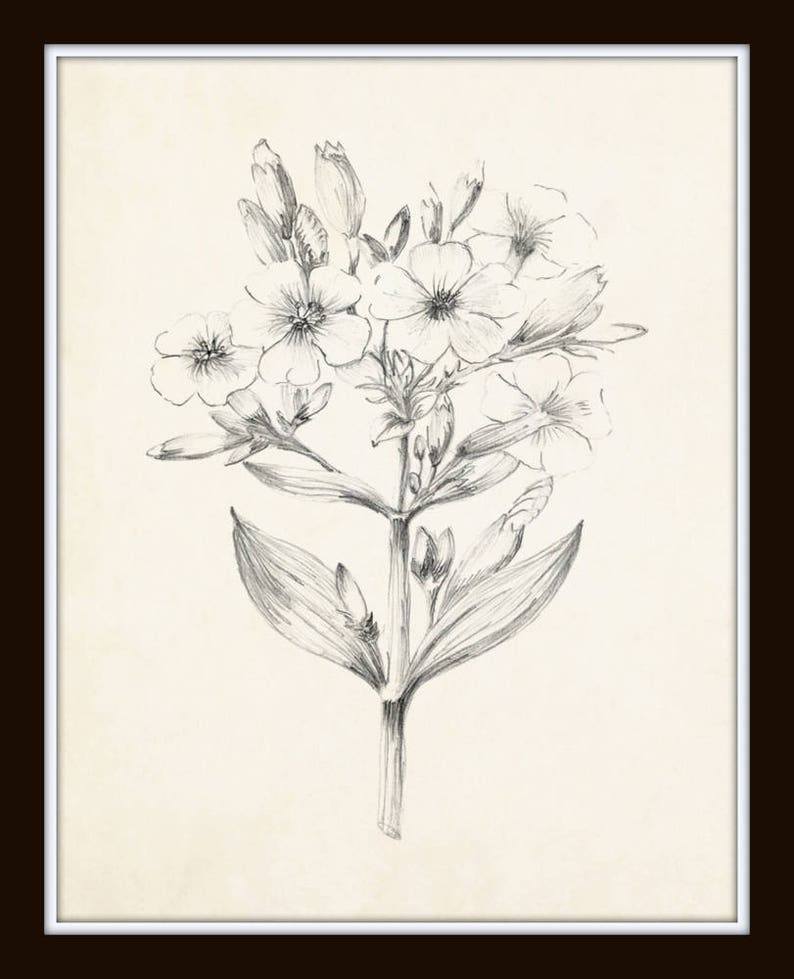 Vintage Botanical Sketch Prints Set No. 2, Botanical Prints, Giclee, Art Print, Vintage Botanicals, Illustration, Flower Prints, Flower Art image 3