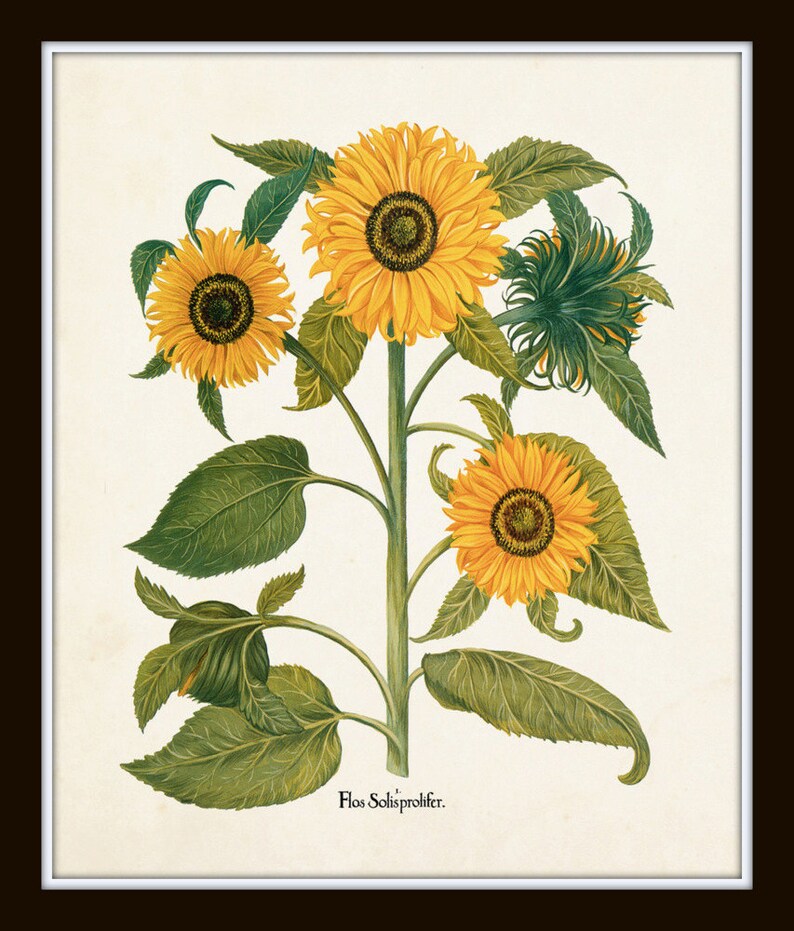 Puede incluir: Una ilustraci&oacute;n bot&aacute;nica vintage de una planta de girasol con m&uacute;ltiples flores amarillas y hojas verdes. El texto "Flos Solisprolifer" est&aacute; impreso en la parte inferior de la imagen.