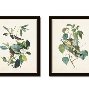 Audubon Birds Print Set No. 6, Botanical Prints, Vintage Bird Art,  Wall Art, Giclee, Bird Prints, Audubon Bird Prints, Magnolia Print