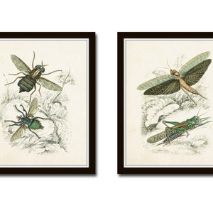 Vintage Insect Study Print Set No. 5, Art Print, Natural History Art, Insect Print, Wall Art, Art Prints, Insect Art, Giclee, Illustration