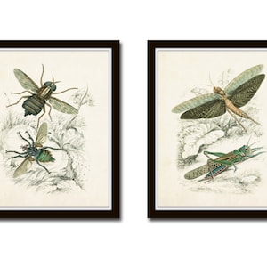 Vintage Insect Study Print Set No. 5, Art Print, Natural History Art, Insect Print, Wall Art, Vintage Art Prints, Insect Art, Giclee