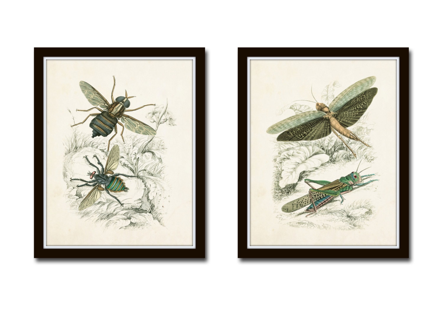 Vintage Insect Study Print Set No. 5, Art Print, Natural History Art ...
