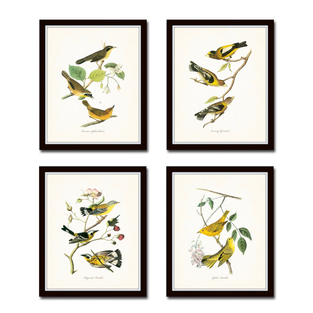 Audubon Bird Prints Set No. 2, Botanical Prints, Art Print, Vintage ...