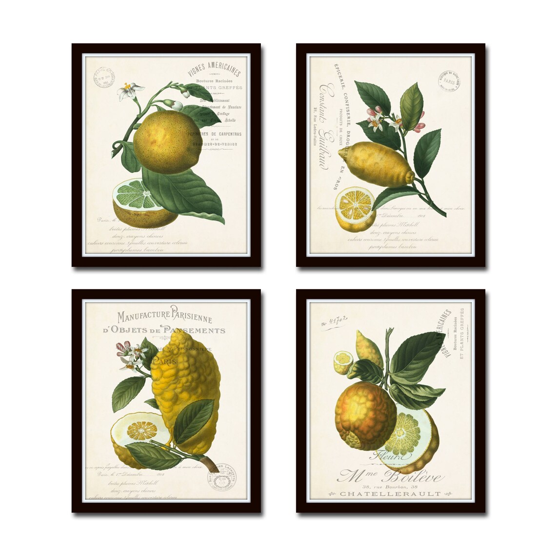 French Botanical Citrus Collage Prints No. 1 Botanical Print Etsy